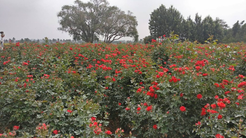 One day Bike trip from Bangalore to Nandi Hills images