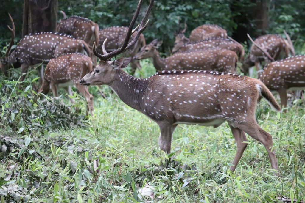 Thirunelli Wildlife Sanctuary images