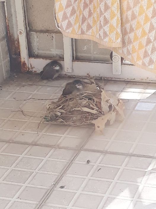 Hatchlings falling from the nest in my home balcony