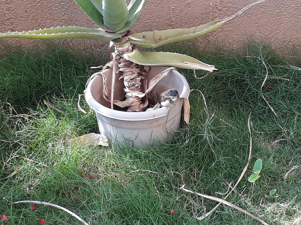 Seeking comfort in the garden - injured baby bird