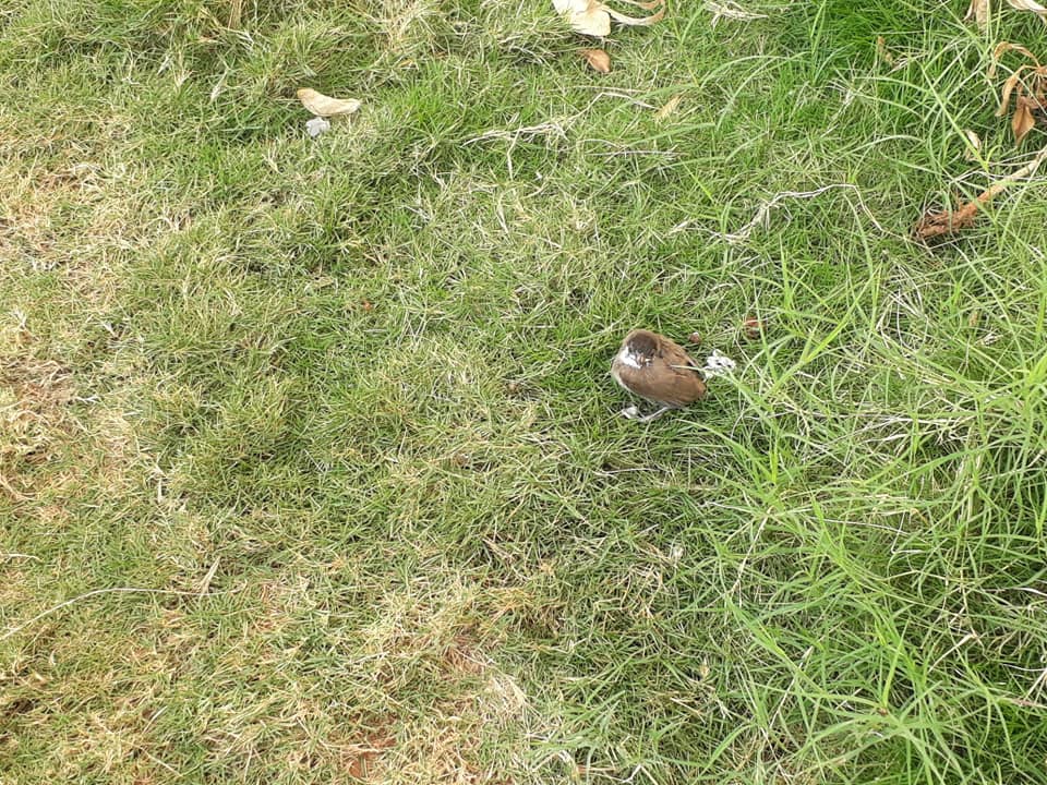 Waiting to fly with the sibling - baby bird rescue